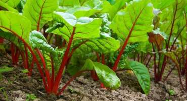 Červencový zálivka na brambory, mrkev a řepu